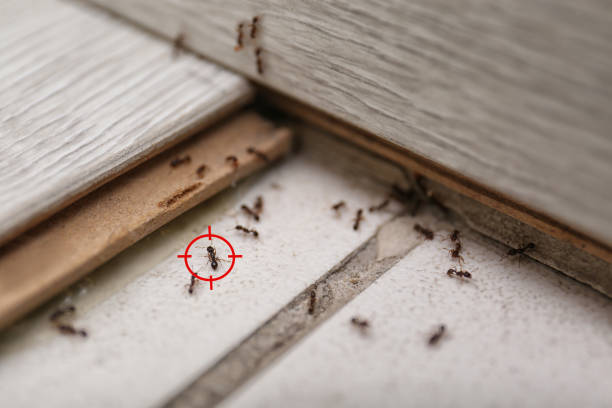Best Local Pest Control Services  in Oak Hill, TN