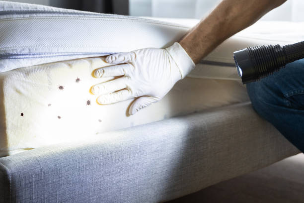 Best Termite Control Services  in Oak Hill, TN