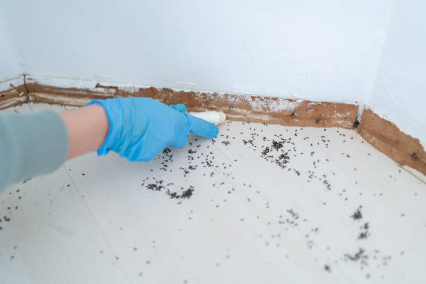 Best Flea Control Services  in Oak Hill, TN